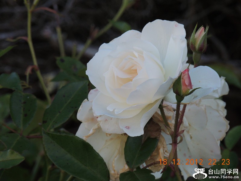 flower 288_.jpg