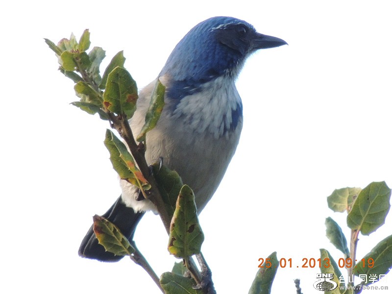 bird 135_.jpg