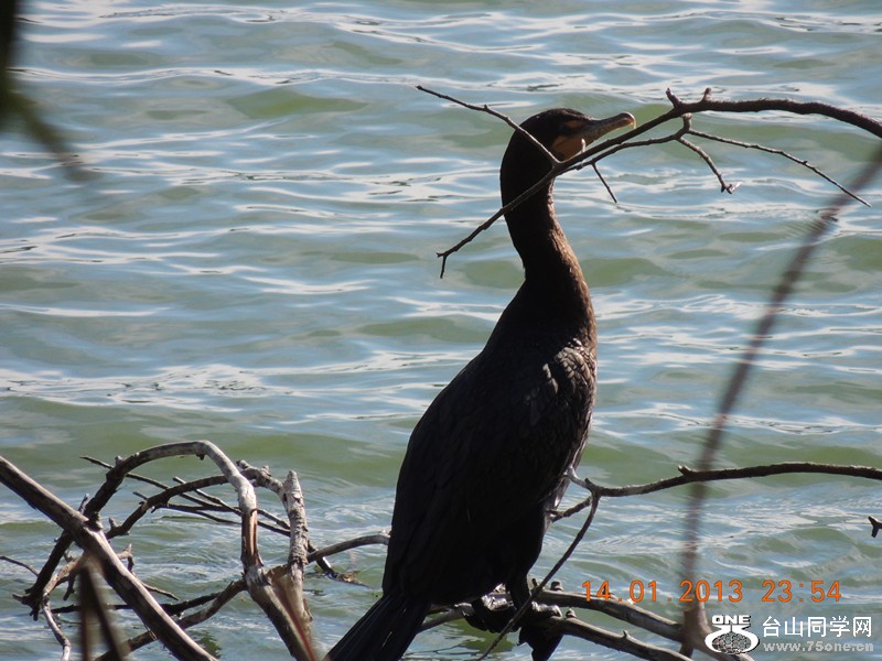 bird 095_.jpg
