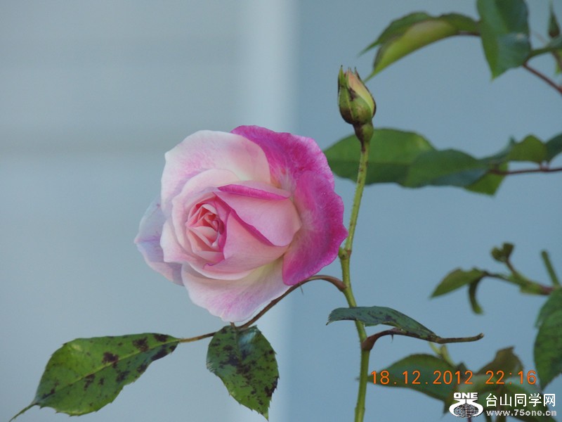 flower 270_.jpg