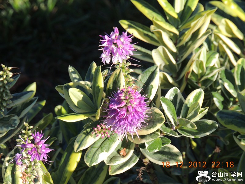 flower 277_.jpg