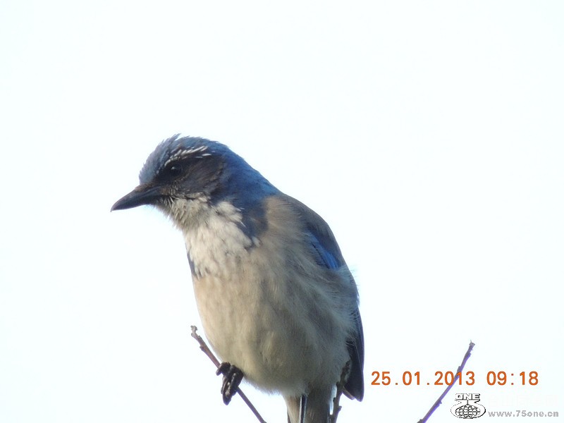 bird 131_.jpg