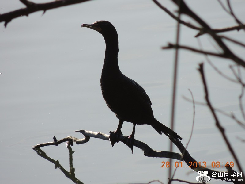 bird 146_.jpg