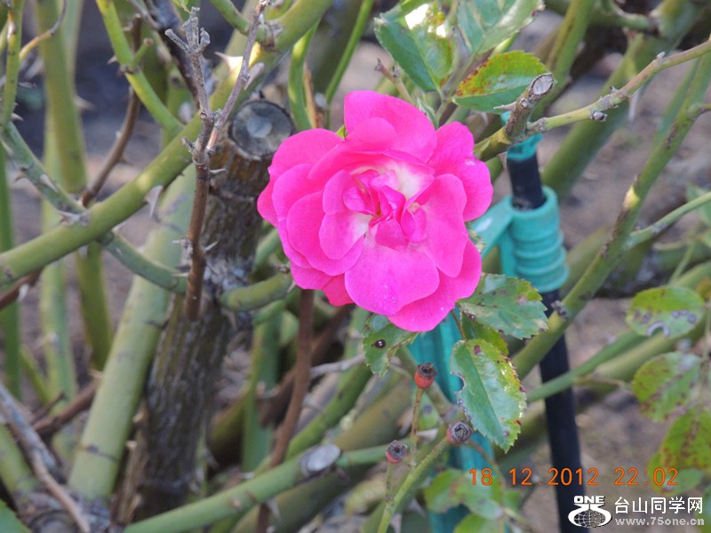 flower 243_.jpg
