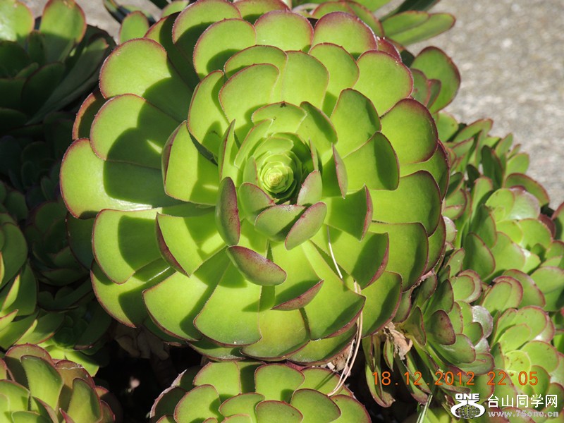 flower 254_.jpg