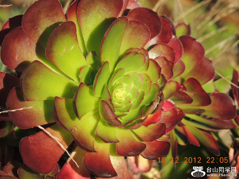 flower 253_.jpg