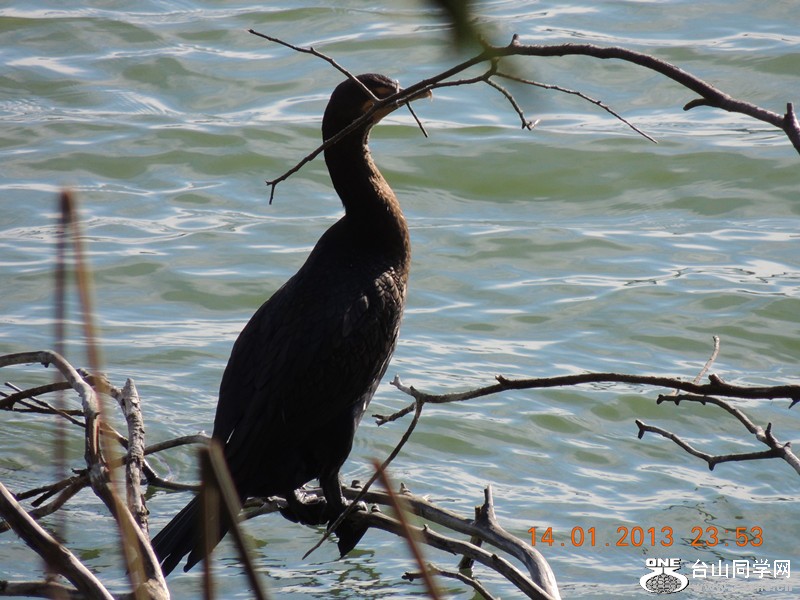bird 093_.jpg