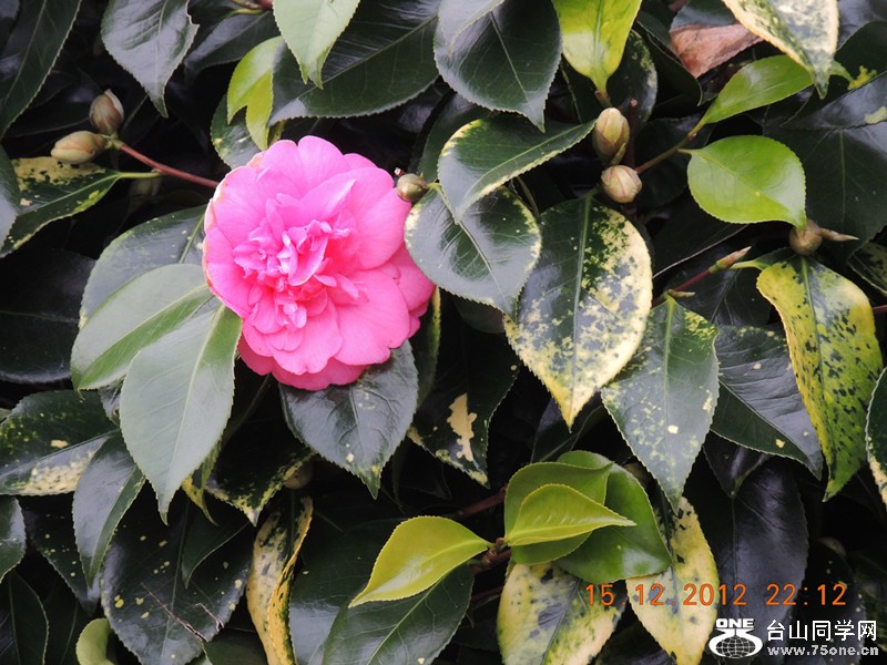 flower 201_.jpg