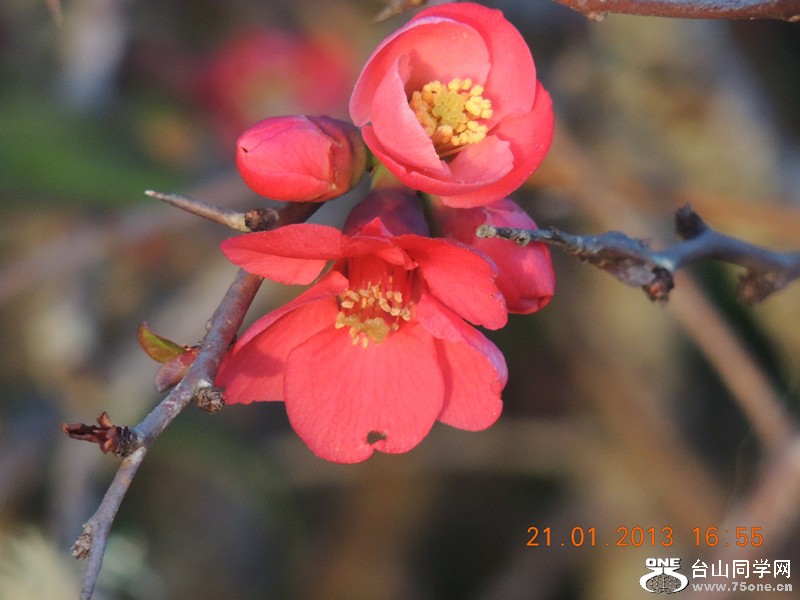 flower 006_.jpg