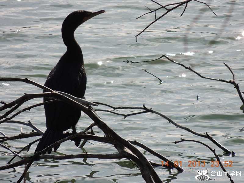 bird 086_.jpg