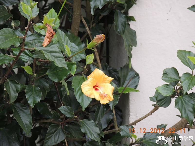 flower 197_.jpg