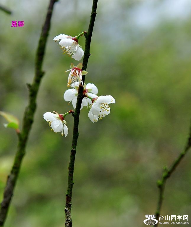 DSC_97780.JPG