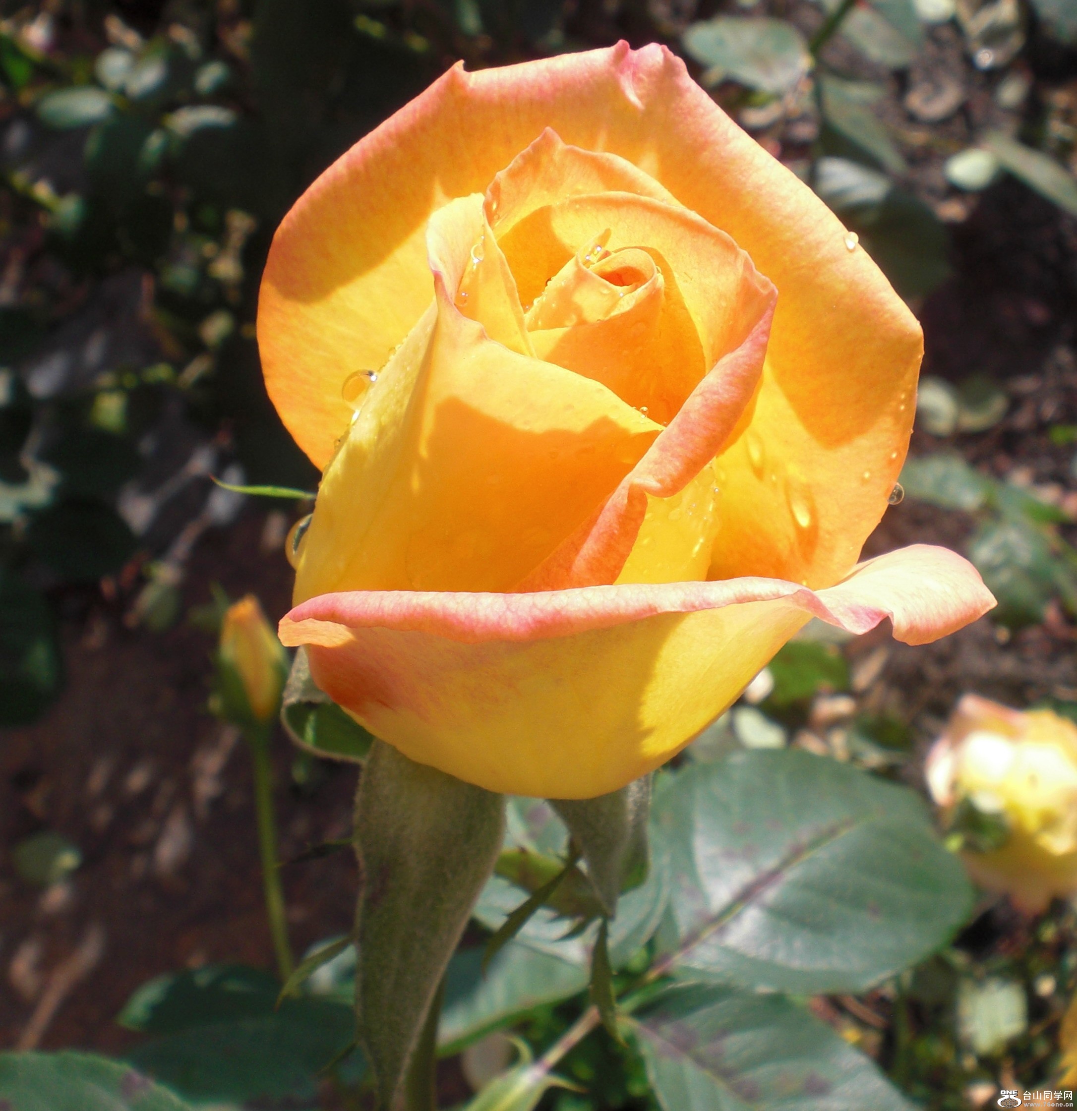 CIMG0089.jpg