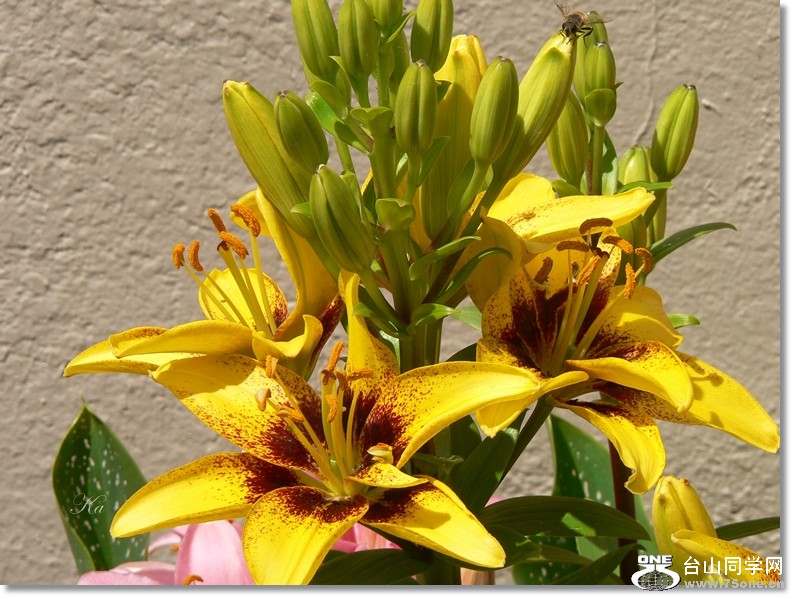 flowers 09-12-2012 104.jpg