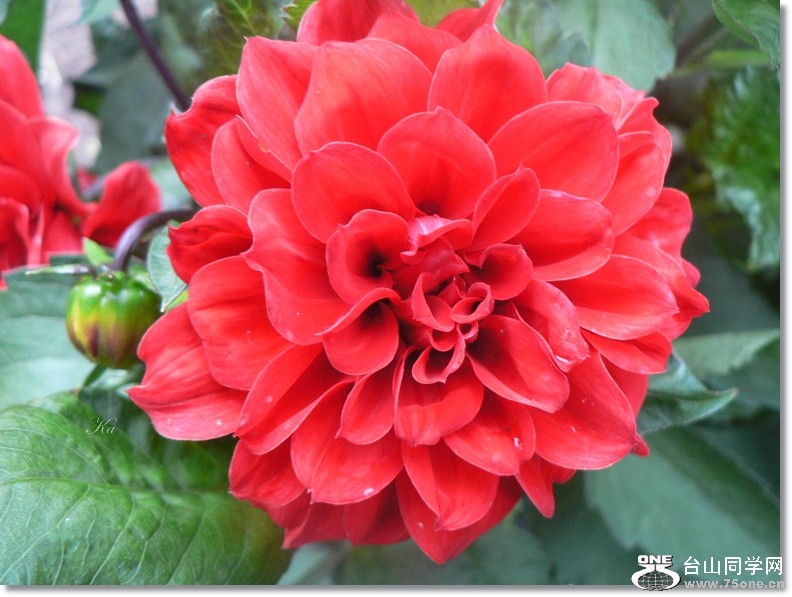 flowers 03-01-13 310.jpg