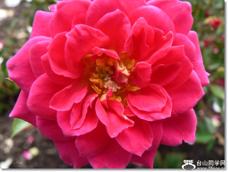 flowers 20-12-12 224.jpg