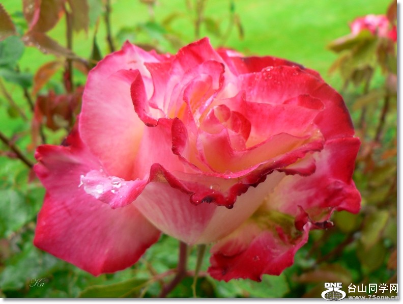 flowers 29-11-2012 030.jpg