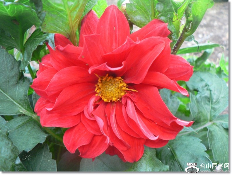 flowers 03-01-13 313.jpg