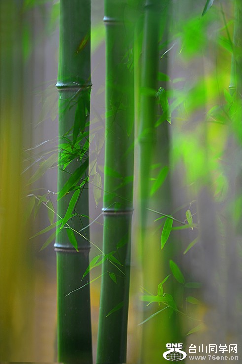 ����ʽڽ��������ڸ�����Ҷ����