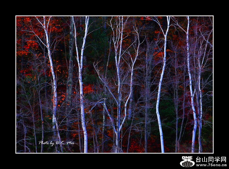 Colors of the Trees II.jpg
