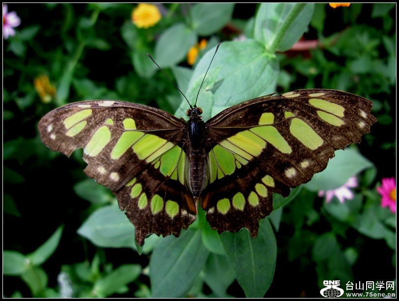 lotu 011_����.jpg