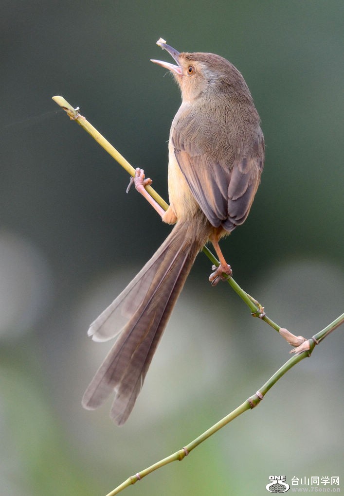 nEO_IMG_DSC_1094.jpg