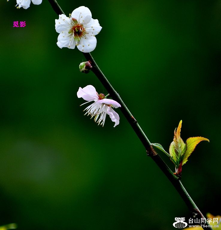 DSC_97852.JPG