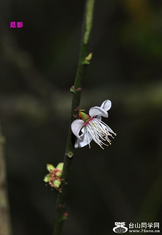 DSC_98104.JPG