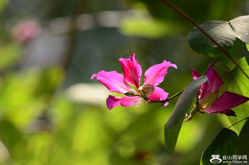DSC_1338.jpg
