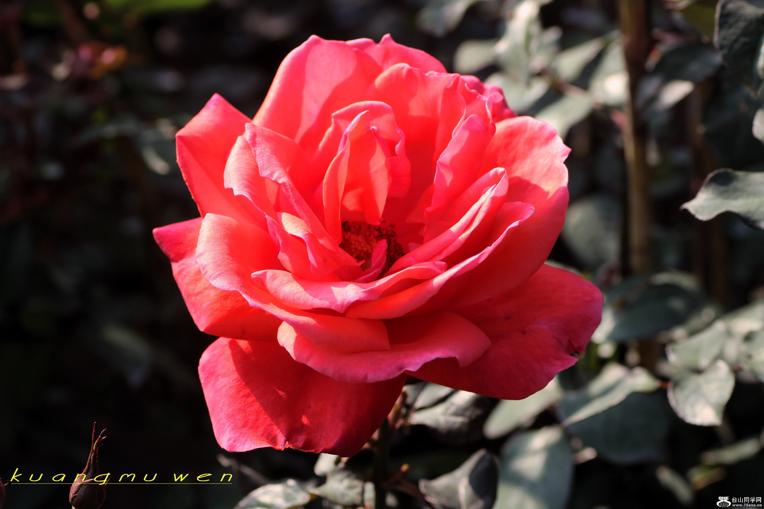 IMG_7716_С.jpg