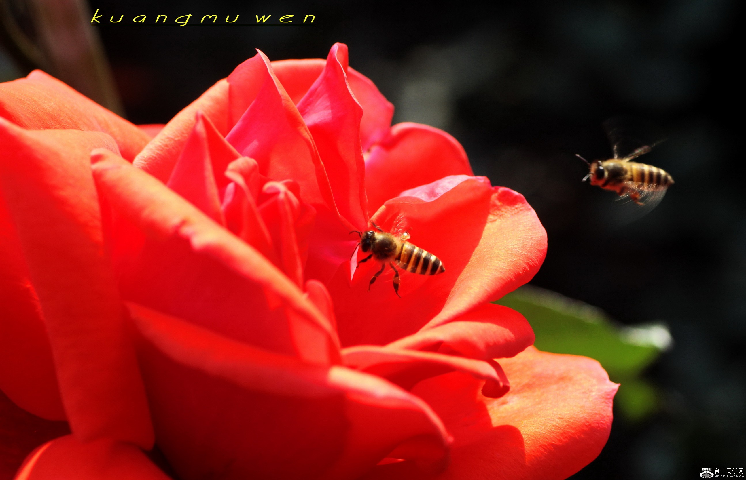 IMG_7732_С.jpg
