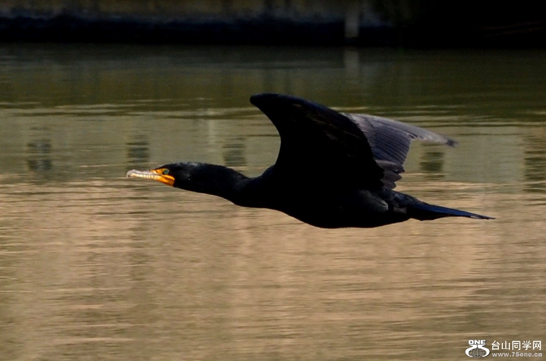 DSC_4910_21.jpg