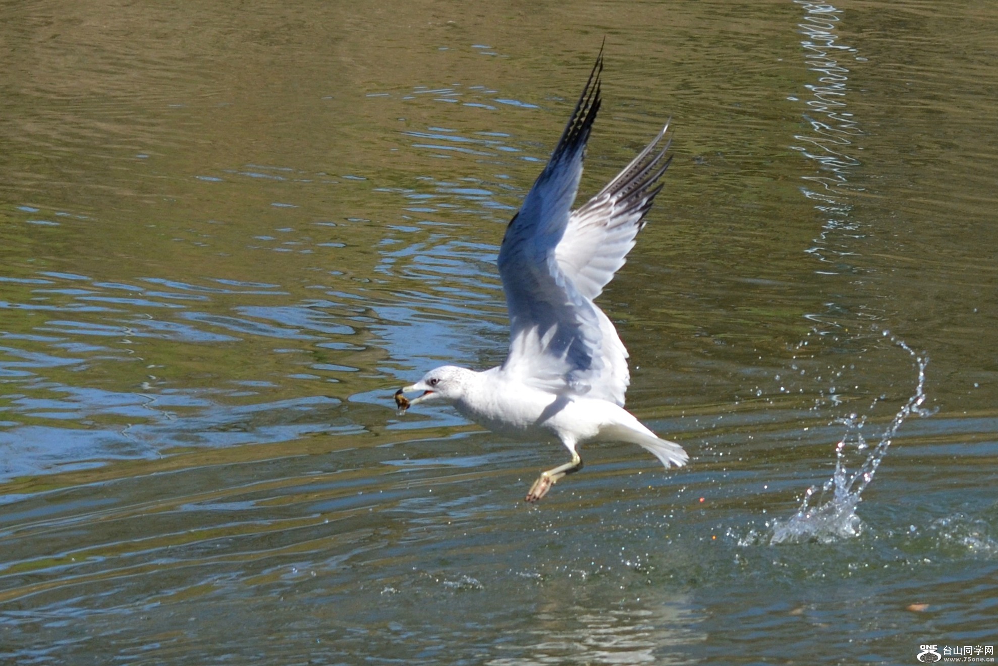 DSC_5363_11.jpg