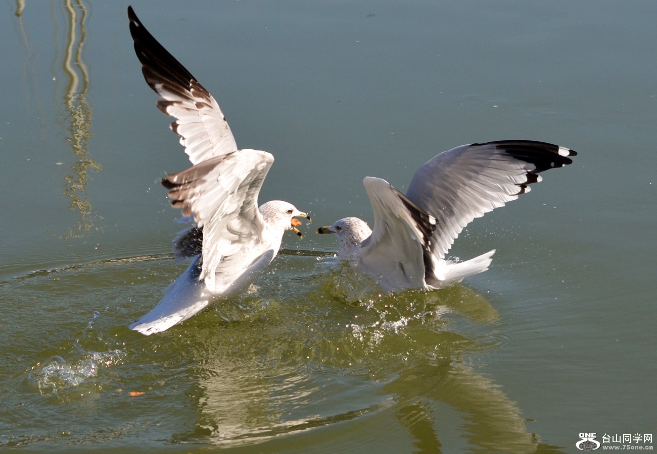 DSC_4951_09.jpg