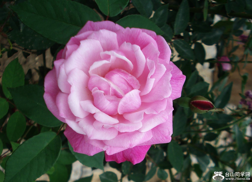 DSC00015.jpg