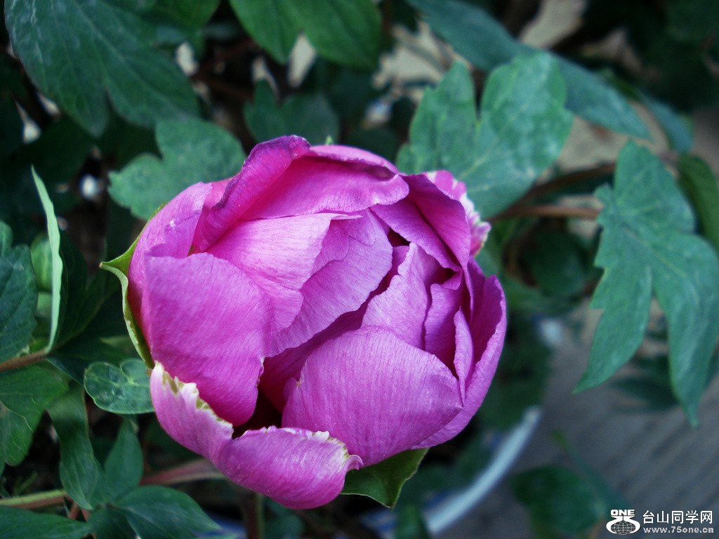 DSC00046.JPG