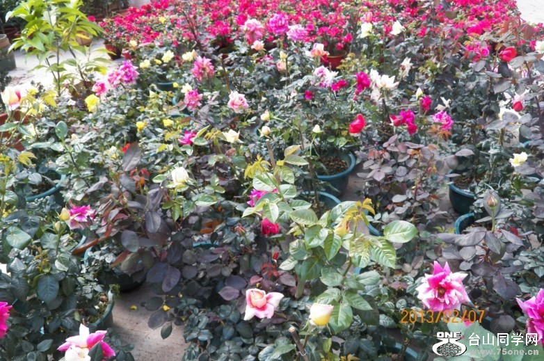 p146.jpg