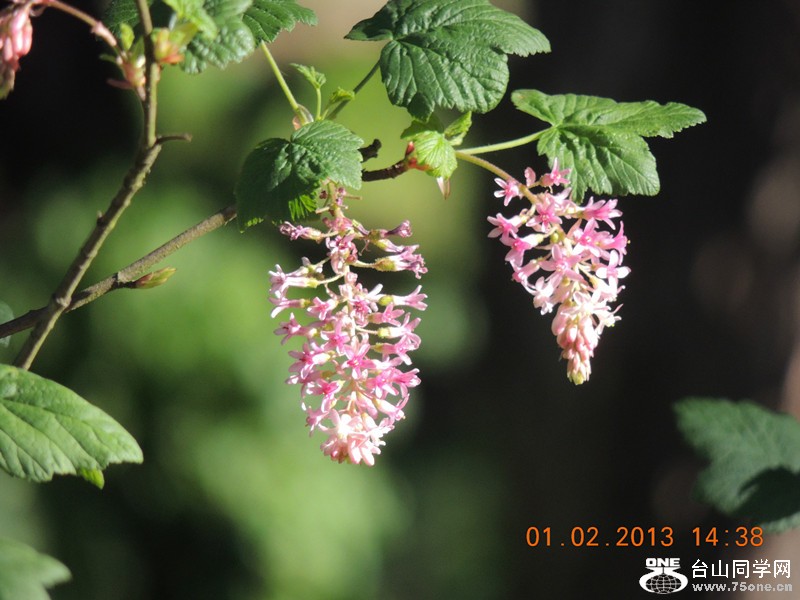 flower 191_副本.jpg