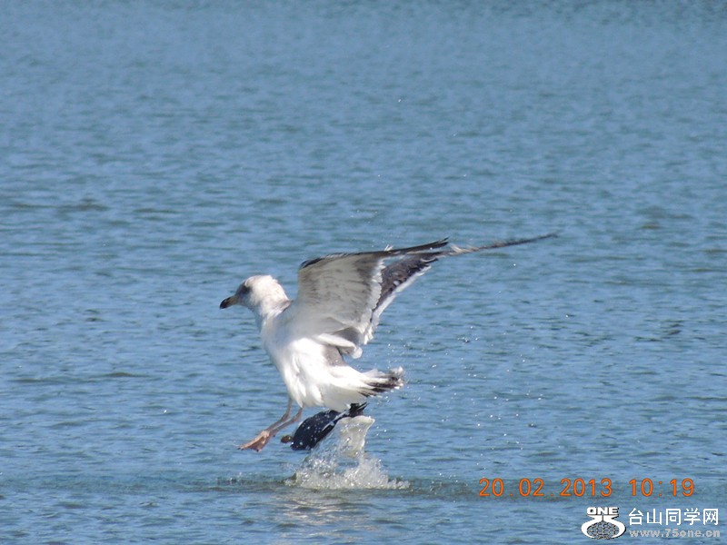 bird 891_.jpg