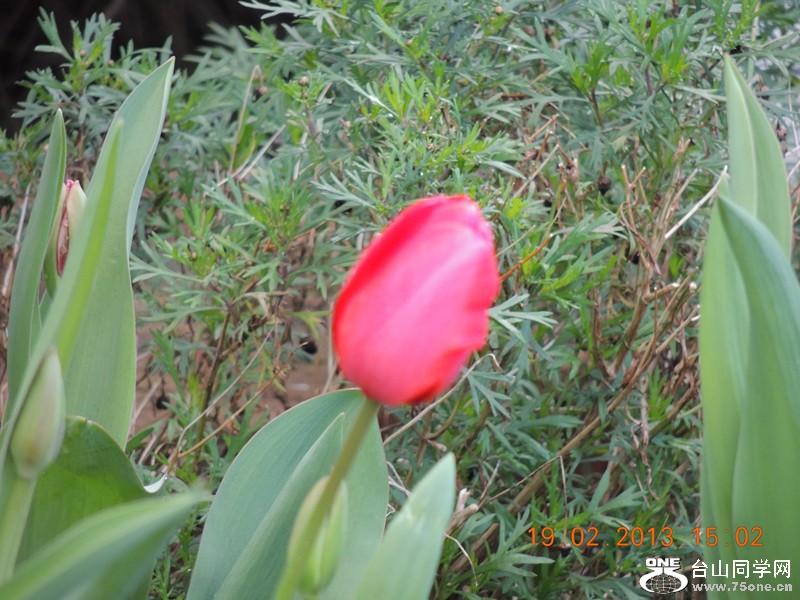 flower 622_.jpg