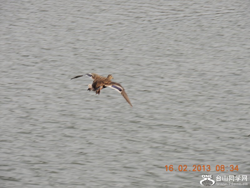 bird 617_.jpg