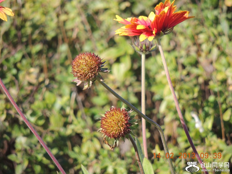 flower 424_.jpg