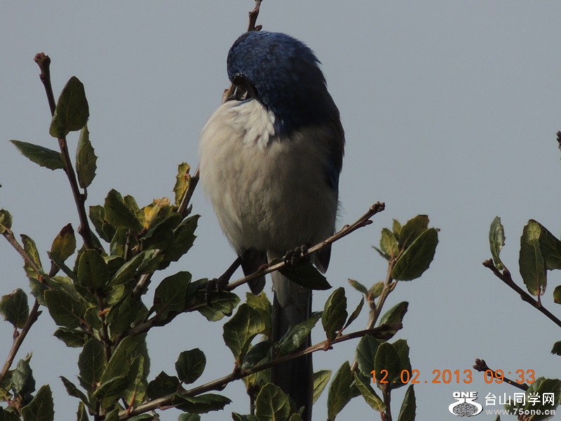 bird 388_.jpg
