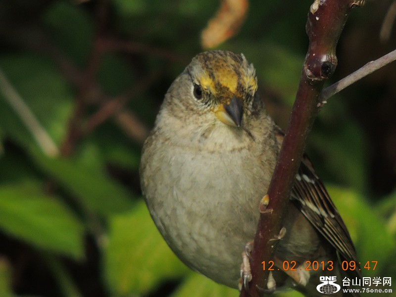 bird 408_.jpg