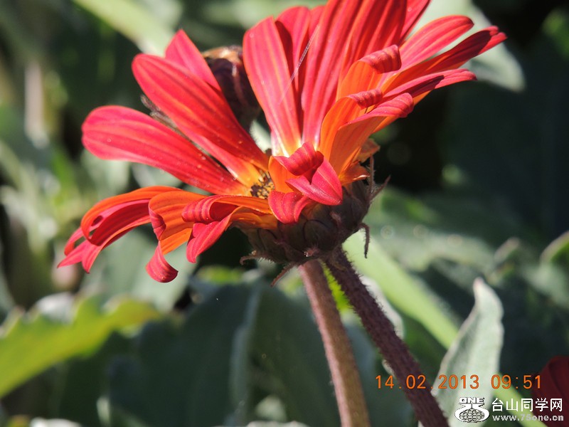 flower 443_.jpg