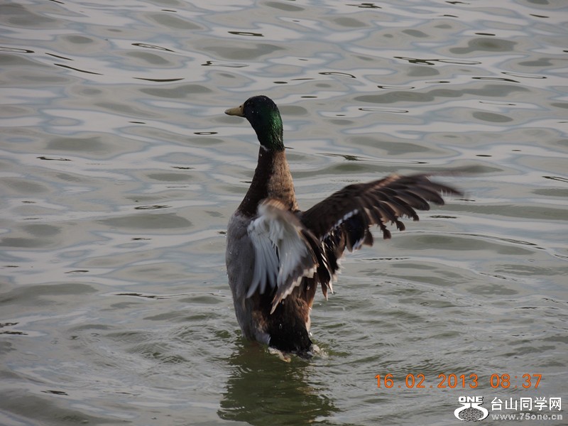 bird 629_.jpg