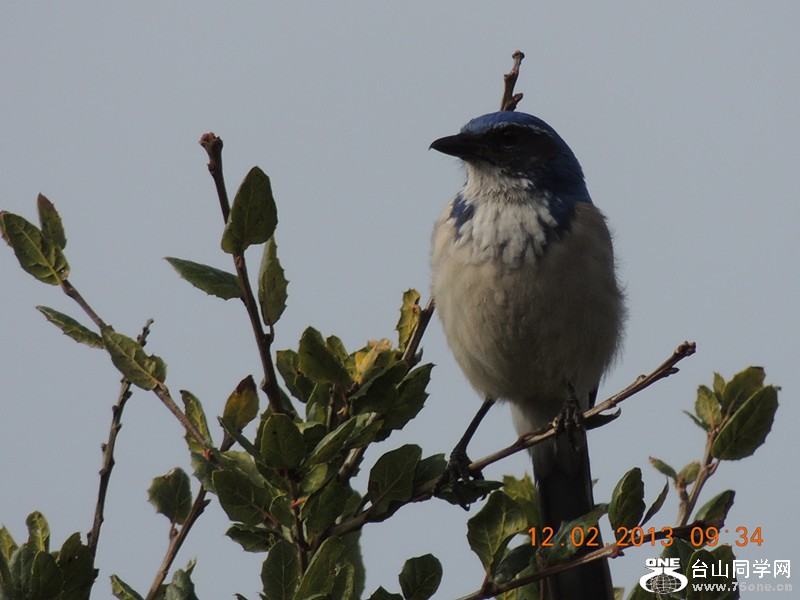 bird 389_.jpg