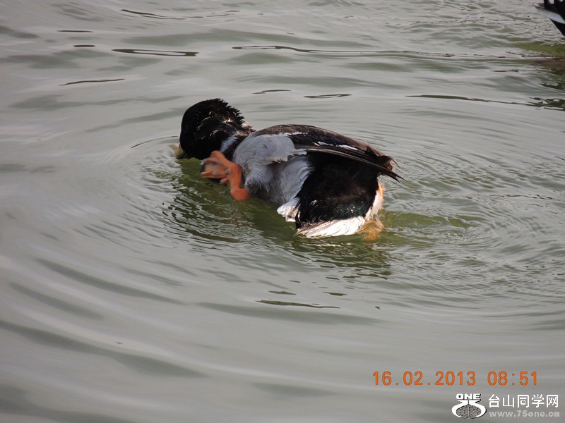 bird 653_.jpg