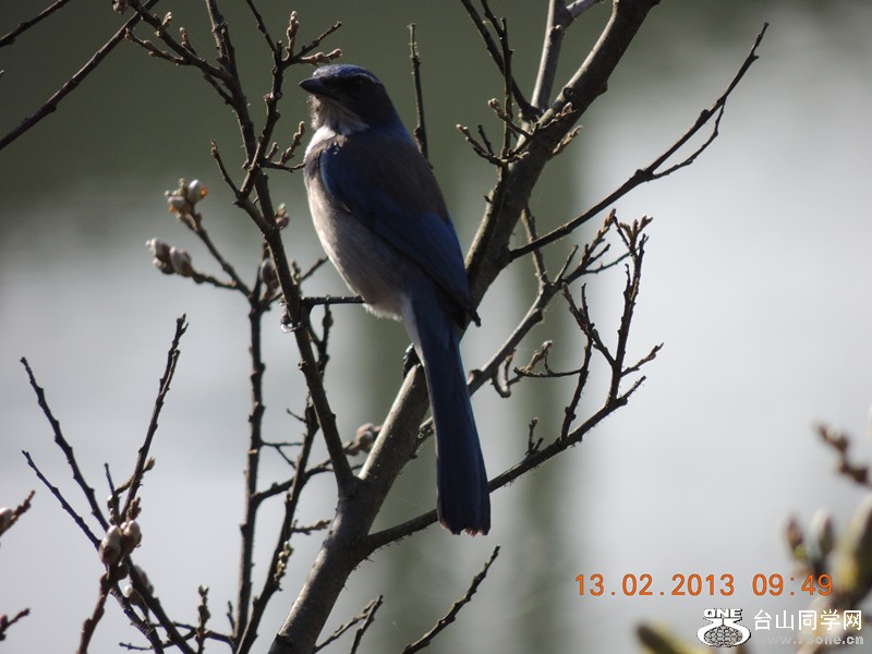 bird 481_.jpg
