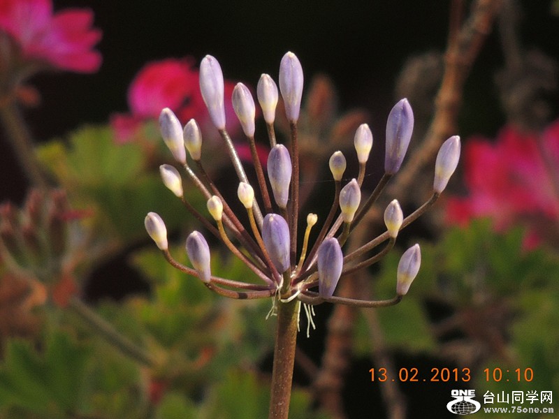 flower 397_.jpg